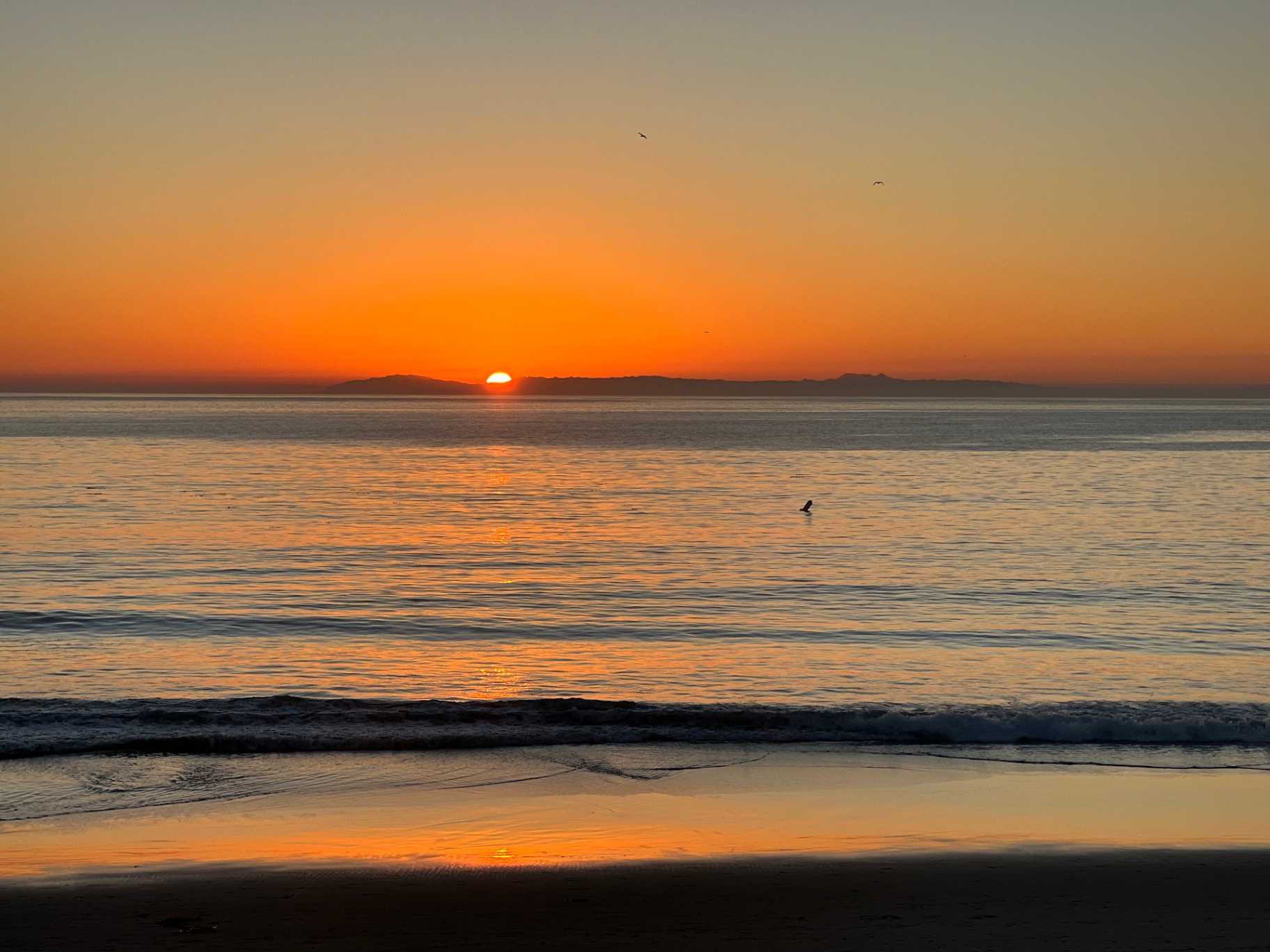 First Light, One Gull